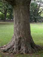 Zlepšenie podmienok na stanovisku stromu