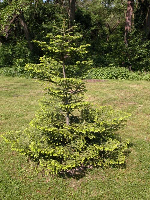 abies alba 03