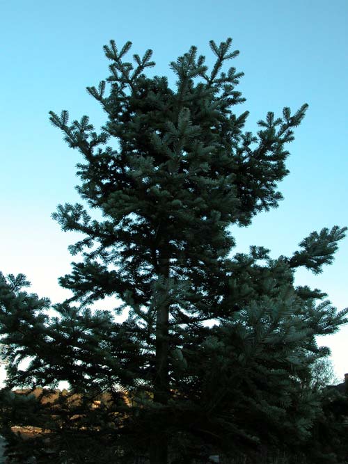 abies nephrolepis 02