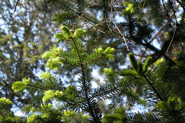 abies nordmanniana 01