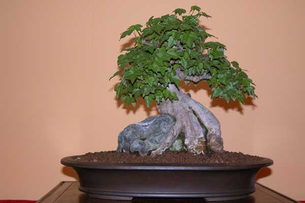 acer buergerianum 01