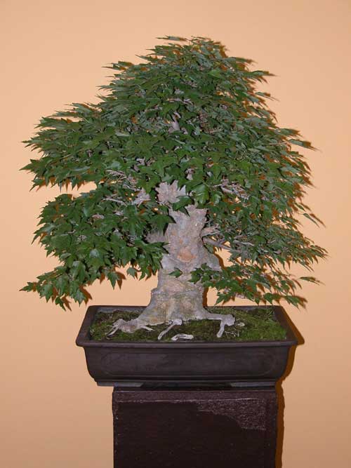 acer buergerianum 02