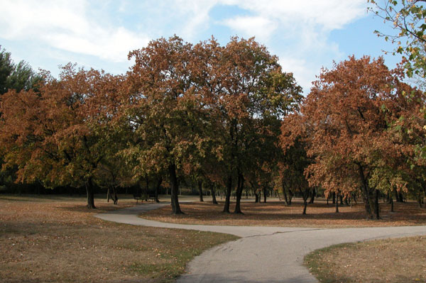 acer campestre 08