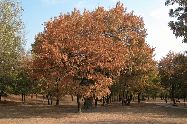acer campestre 09