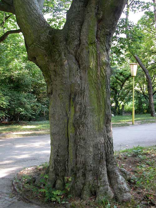 acer cappadocicum 01