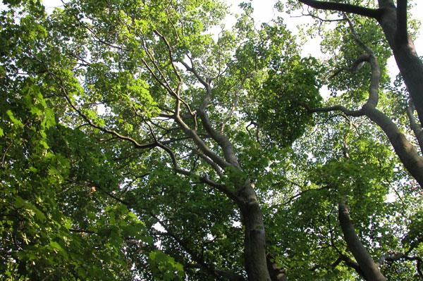 acer cappadocicum 02