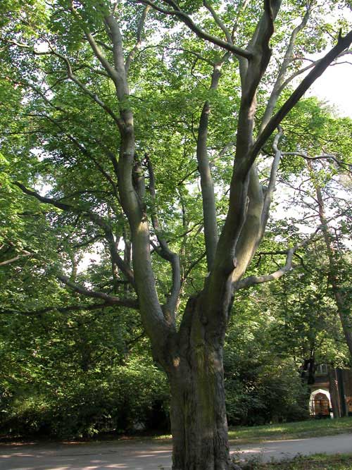 acer cappadocicum 04