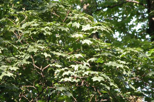 acer cappadocicum 06