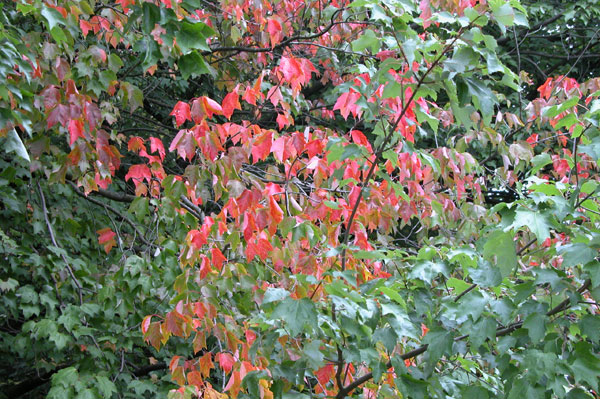 acer cappadocicum 07