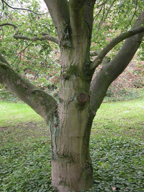acer cappadocicum 08