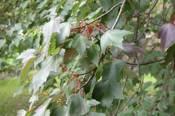 acer cappadocicum 09