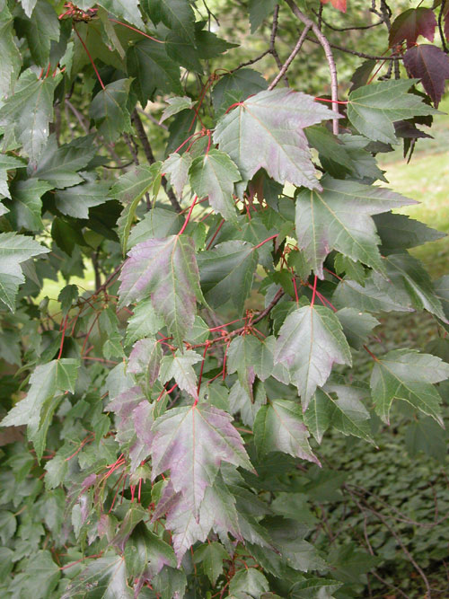 acer cappadocicum 10