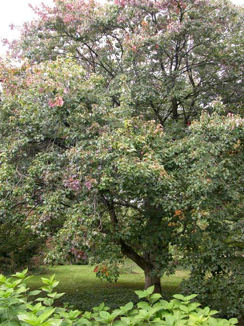 acer cappadocicum 11