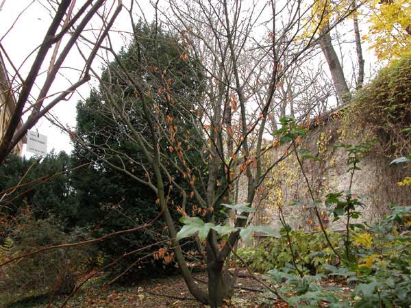 acer carpinifolium 03