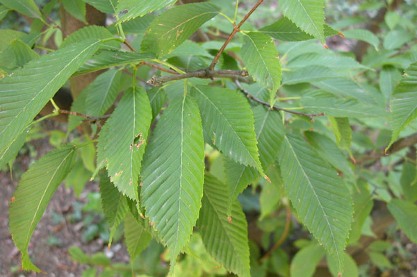 acer carpinifolium 05