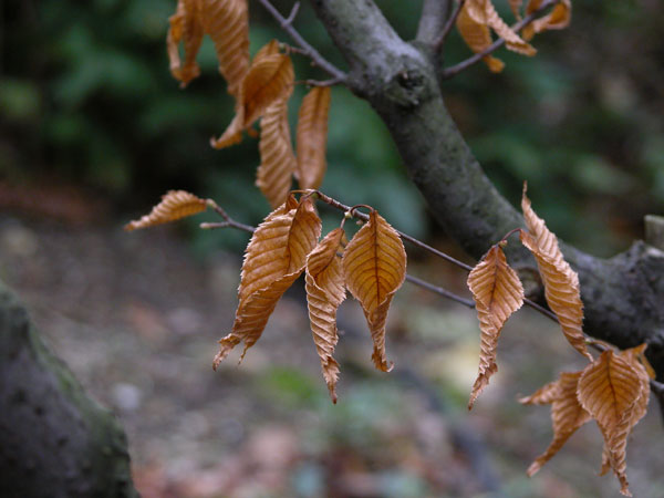 acer carpinifolium 06