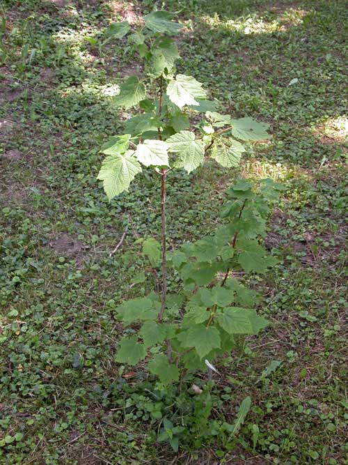 acer caudatum ukurunduense 01