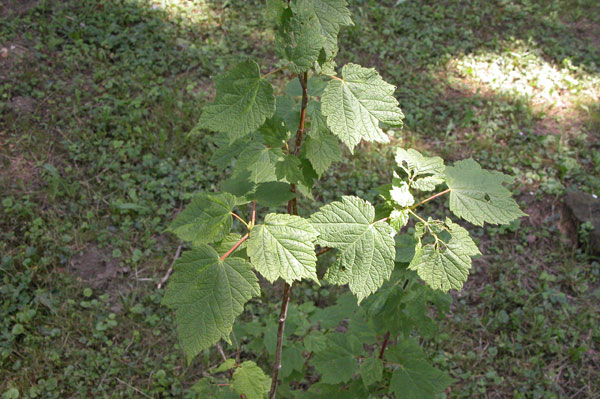 acer caudatum ukurunduense 02