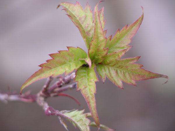 acer cissifolium 01