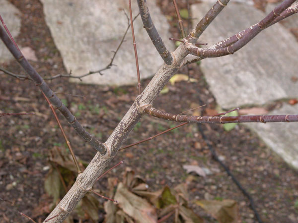 acer cissifolium 02