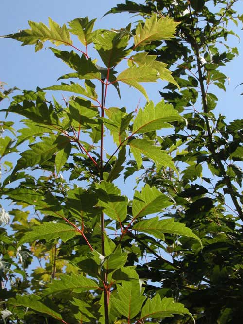 acer cissifolium 03