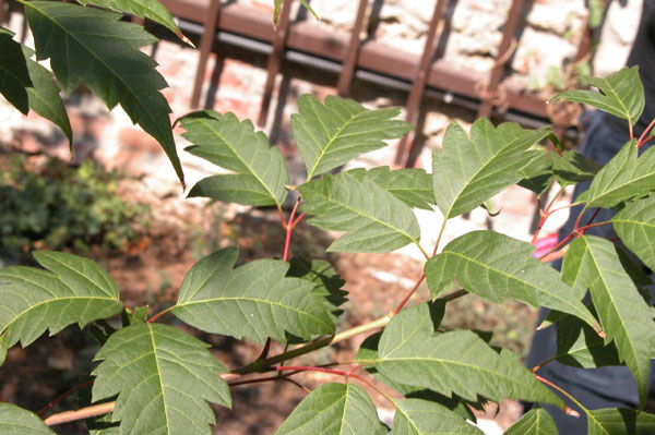 acer cissifolium 04
