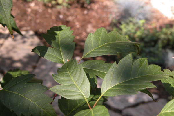 acer cissifolium 05