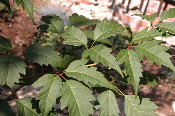 acer cissifolium 06