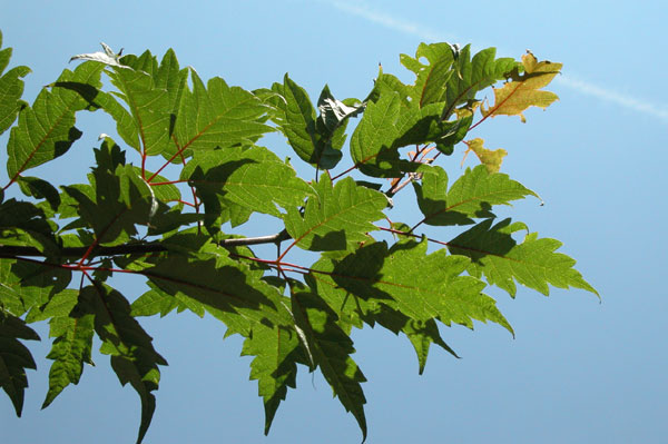 acer cissifolium 07