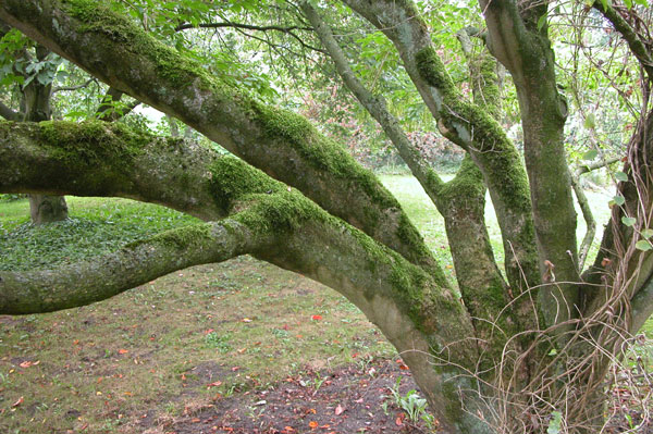 acer cissifolium 08