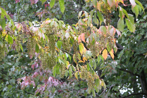acer cissifolium 09