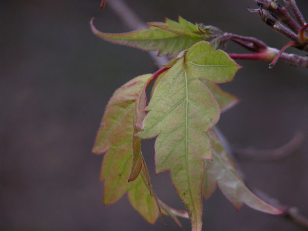 acer cissifolium 10