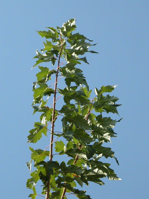 acer ginnala 01
