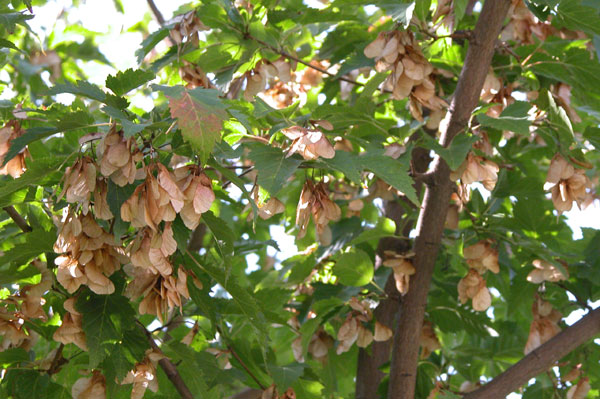 acer ginnala 02