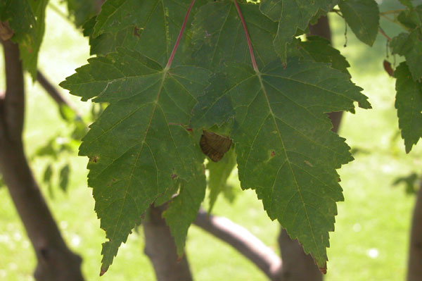 acer ginnala 03