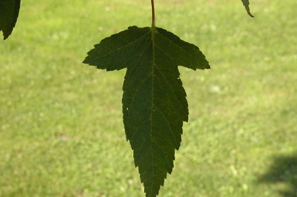 acer ginnala 04