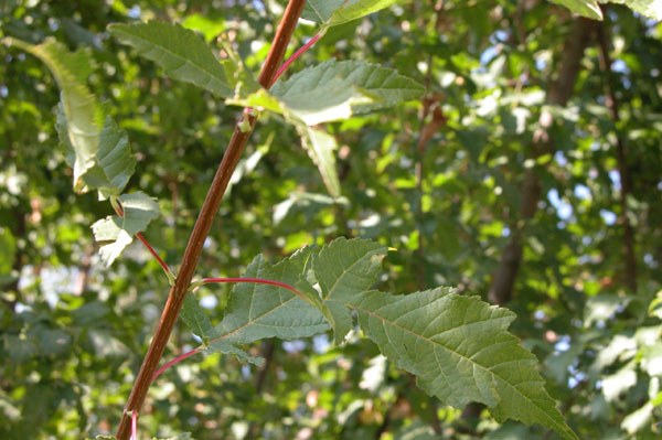 acer ginnala 06