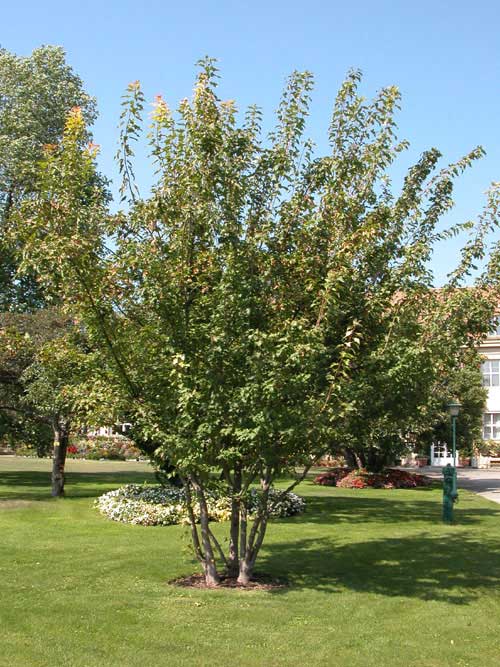acer ginnala 07
