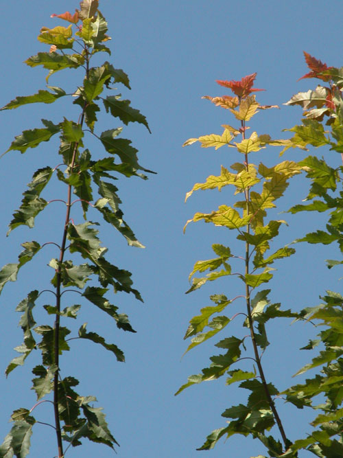 acer ginnala 08