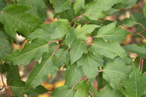 acer ginnala 09