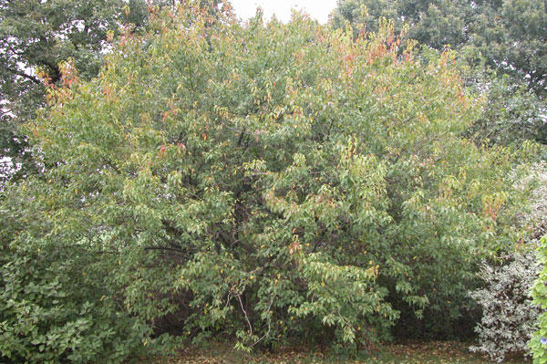 acer ginnala 10