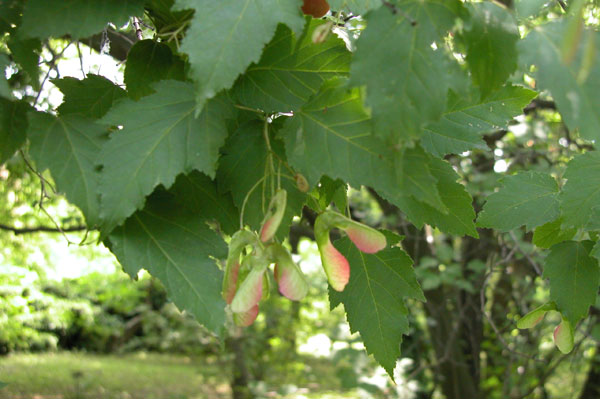 acer ginnala 11