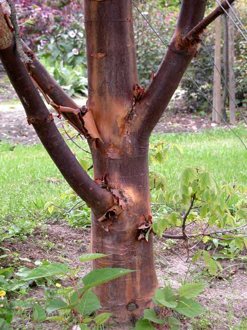 acer griseum 01