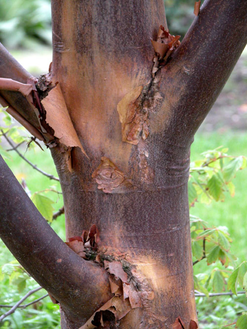acer griseum 02