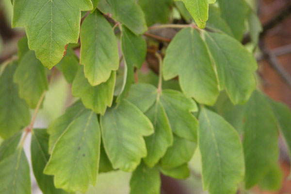 acer griseum 03