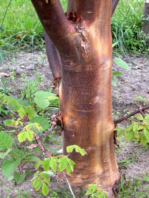 acer griseum 04