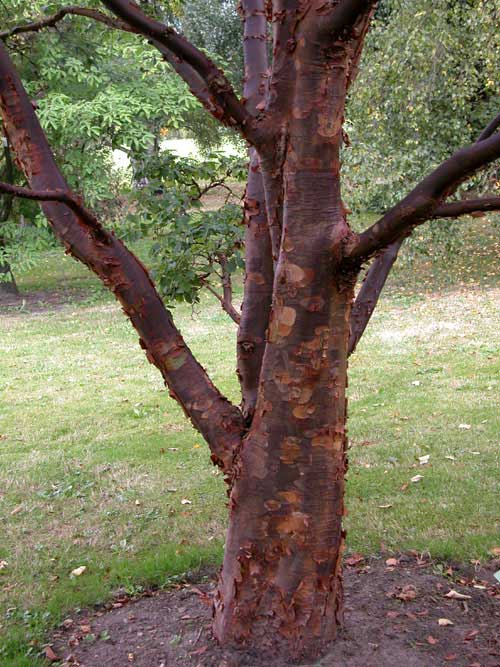acer griseum 05