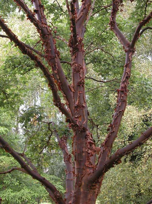 acer griseum 06