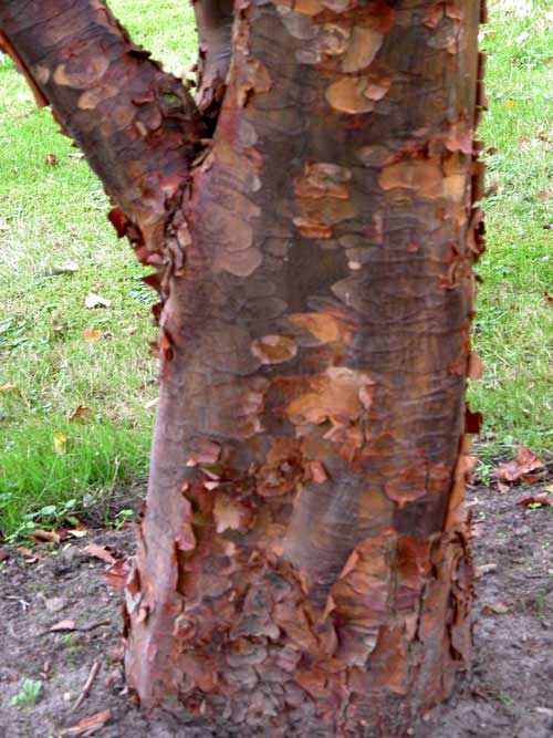 acer griseum 07
