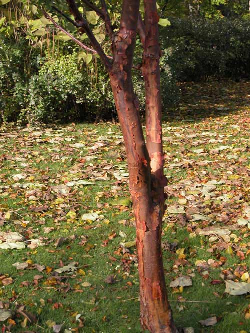 acer griseum 08